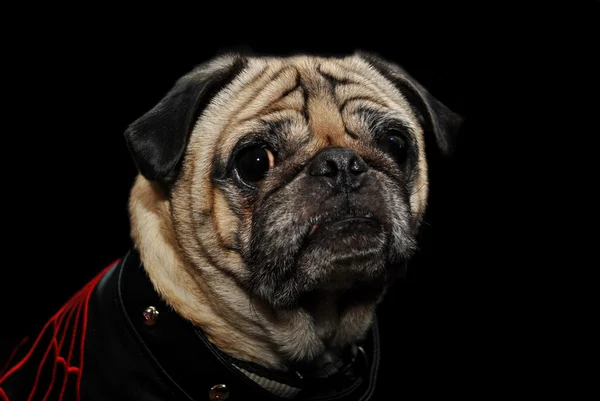 Perfil Pug sobre preto — Fotografia de Stock