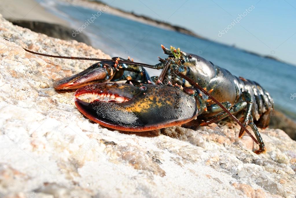 Lobster Landing