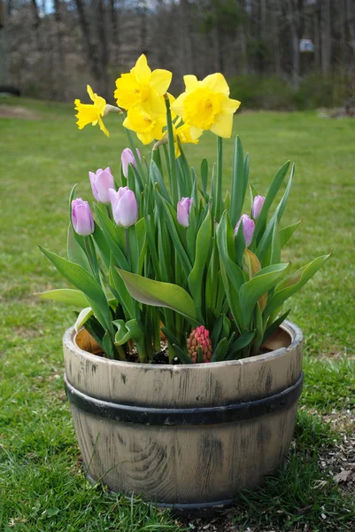 Flores en maceta de primavera — Foto de Stock