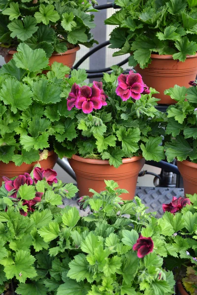 Greenhouse Geranium — Stock Photo, Image