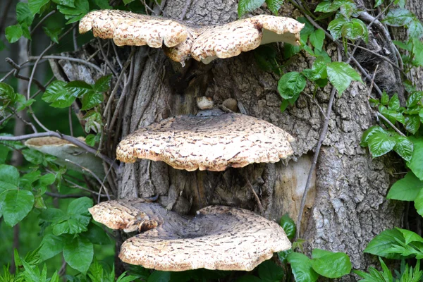 Champignons poussant sur un arbre — Photo