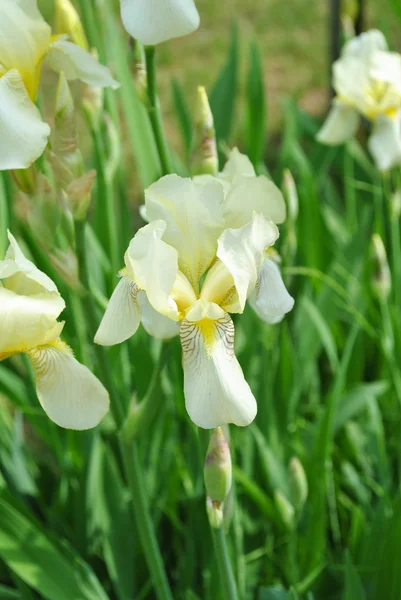 Iris amarillo pálido — Foto de Stock