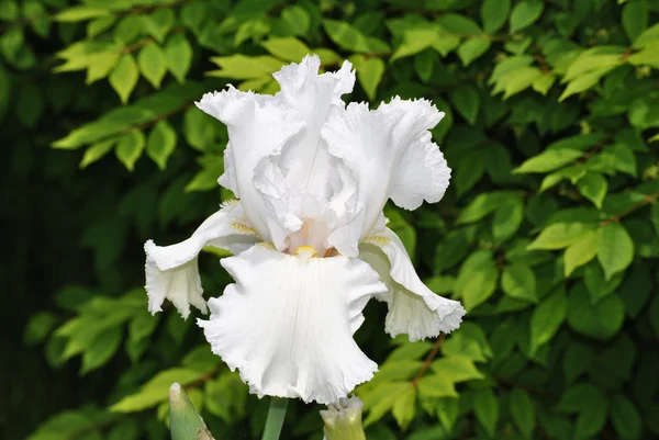 Pure White Iris — Stock Photo, Image