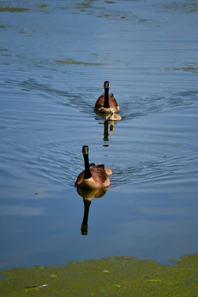 Swimming Geese — Stock Photo, Image