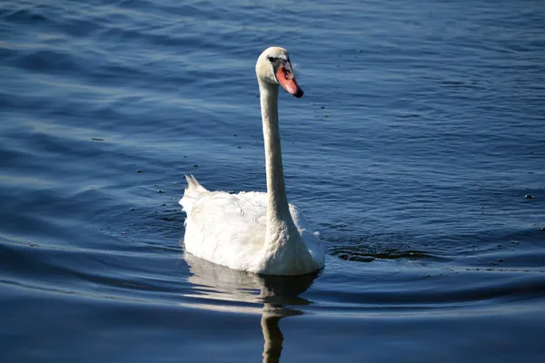 Calm Swan — Stock Photo, Image