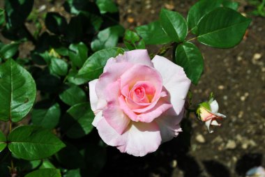 pembe Gül