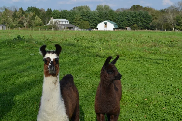 Alpackor i en betesmark — Stockfoto