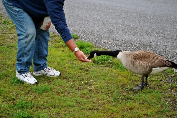 Feeding Geese — Stock Photo, Image