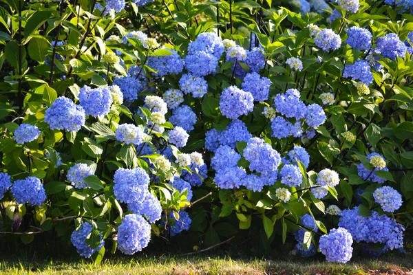 Hortensienbusch — Stockfoto