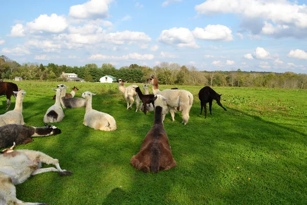 Luie zomerdagen voor de alpaca 's — Stockfoto