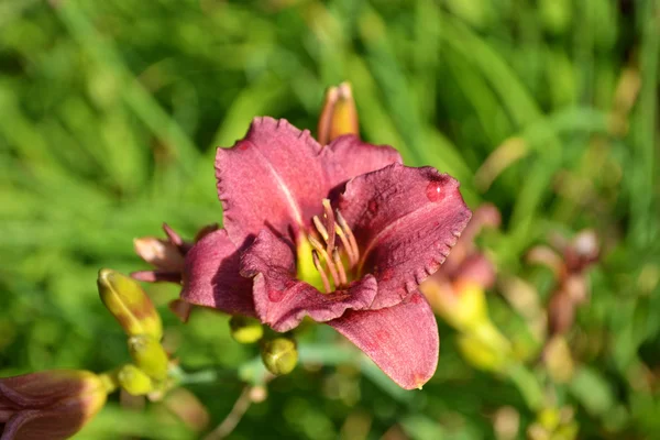 Pink Summer Day Lily — Stock Photo, Image