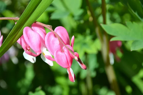 Pink Bleeding Heart — Stock Photo, Image