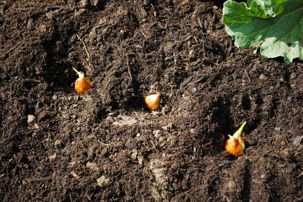 Весенние луковицы — стоковое фото