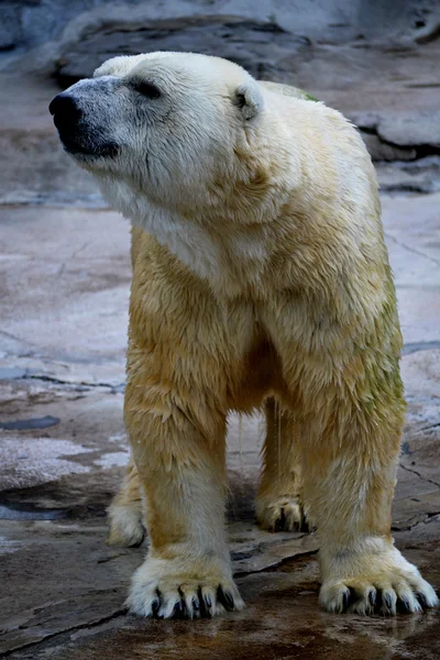Kraftfull isbjörn — Stockfoto