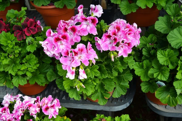 Pretty Pink Geranium — Stock Photo, Image