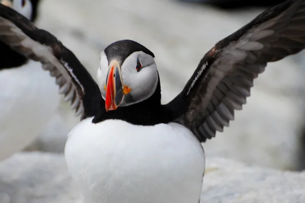 Пыхтя puffin — стоковое фото