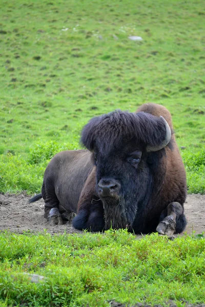 Buffalo dinlenme — Stok fotoğraf