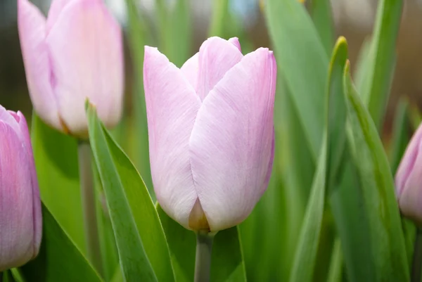 Spring Pink Tulip — Stock Photo, Image