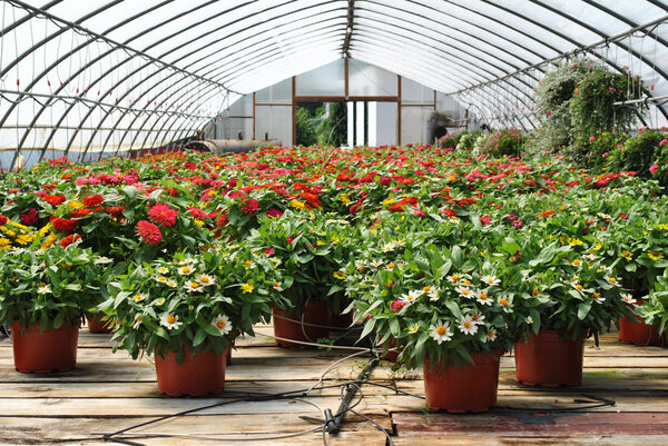 Summer Greenhouse with a Watering System