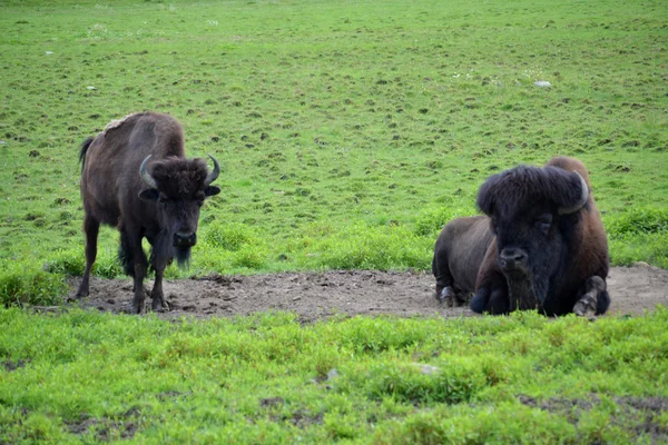 İki vahşi buffalo — Stok fotoğraf