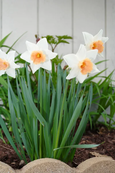 White and Orange Daffodils — Stock Photo, Image