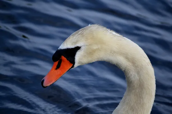 White Swan Close-Up — Stock Photo, Image