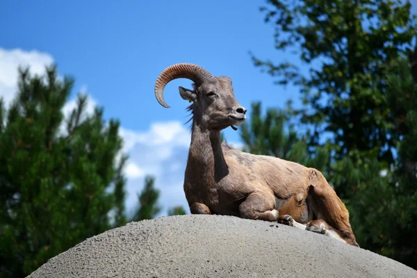 Büyük bir kayanın üzerinde vahşi ram — Stok fotoğraf