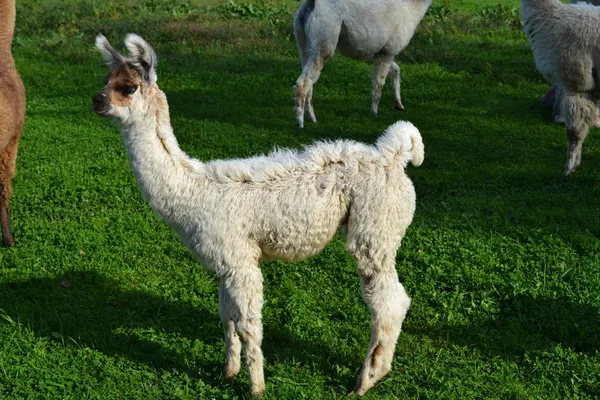 White Young Alpaca — Stock Photo, Image