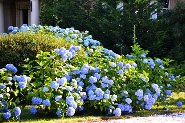 Blue Hydrangea Bush — Stock Photo, Image