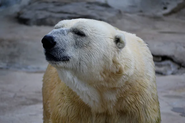 Polar Bear Royalty Free Stock Photos