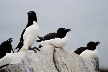 Machias Razorbills