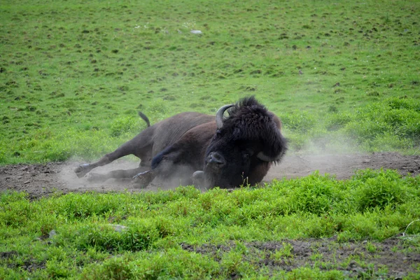 Buffalo Rolling i Dirt – stockfoto