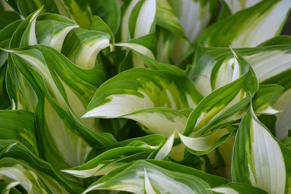 Hosta primaverile — Foto Stock