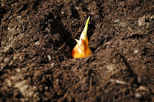 Planting Spring Bulbs — Stock Photo, Image