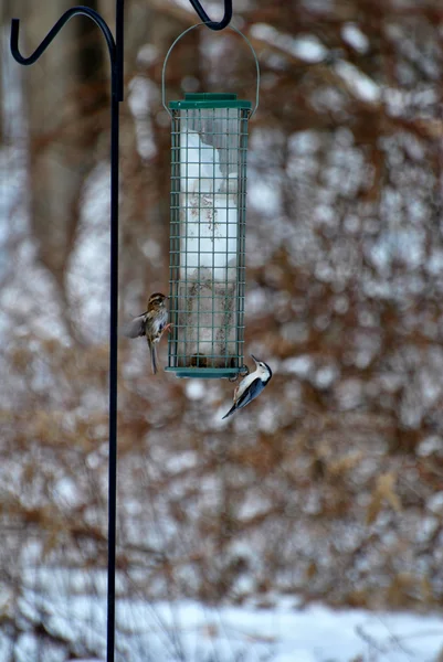 Kış kuş Besleyici — Stok fotoğraf