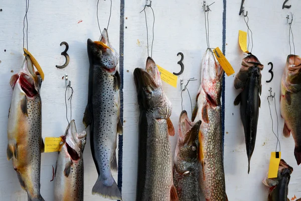 Fishing Derby Board — Stock Photo, Image