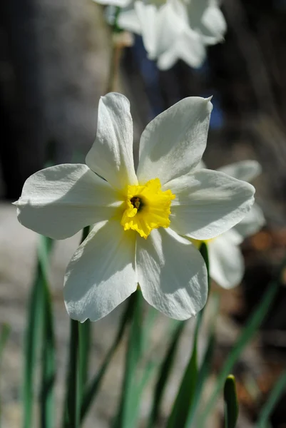 Close-Up of a White and Yellow Daffodil — Stock Photo, Image
