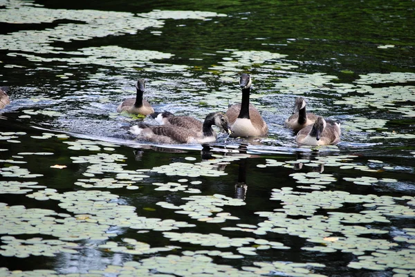 Canadian Geese Feeding in a Pond — Stock Photo, Image