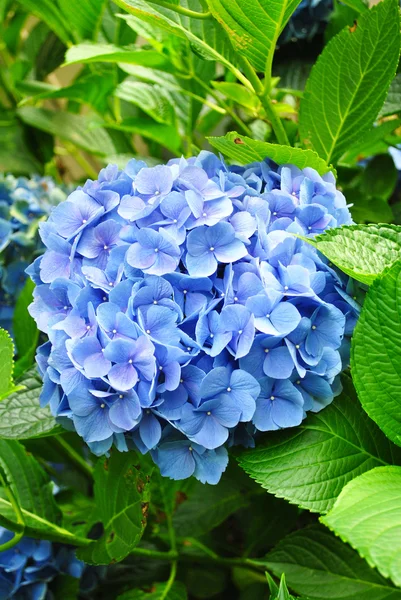 Groeiende blauwe hortensia — Stockfoto