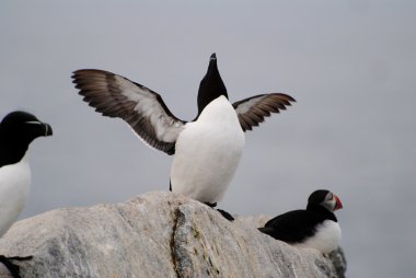 kanatlar yaymak ile razorbill