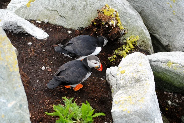 Hnízdící pár puffin — Stock fotografie