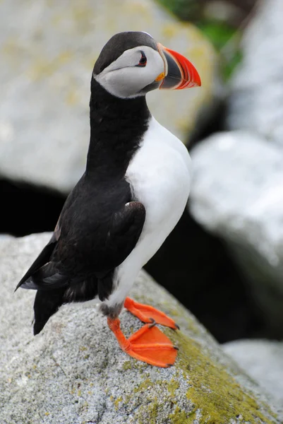 Stálé hrdý puffin — Stock fotografie