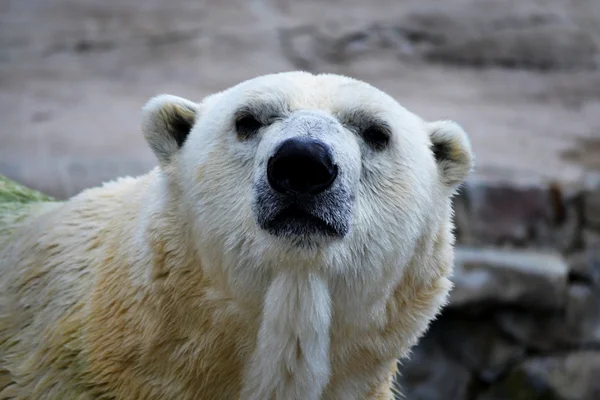 Лицо белого медведя — стоковое фото