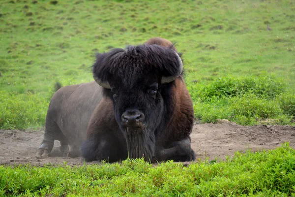 Buffalo rouler dans la saleté — Photo