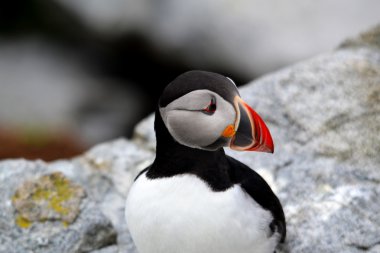 Puffin profili