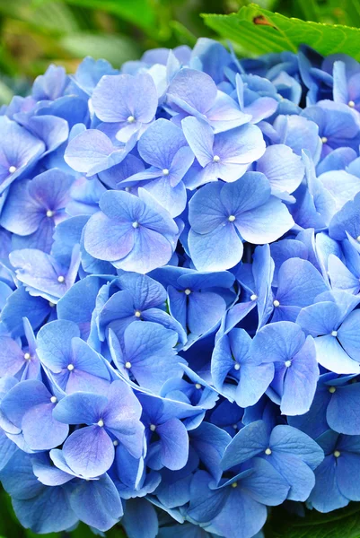 yakın çekim yaz aylarında bir ortanca çiçek