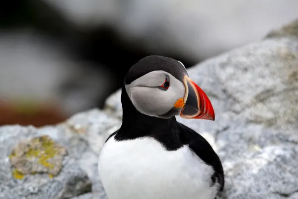 Lunnefågel profil — Stockfoto