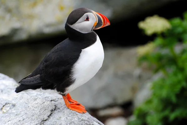 Смотреть охранник puffin — стоковое фото