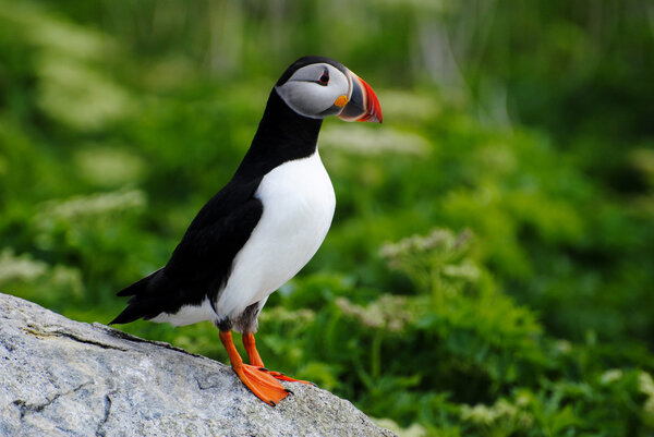 Puffin with Green Background