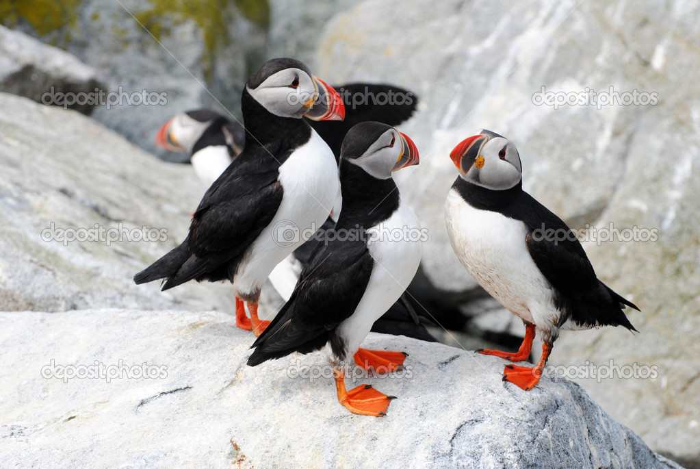 Puffin Cluster